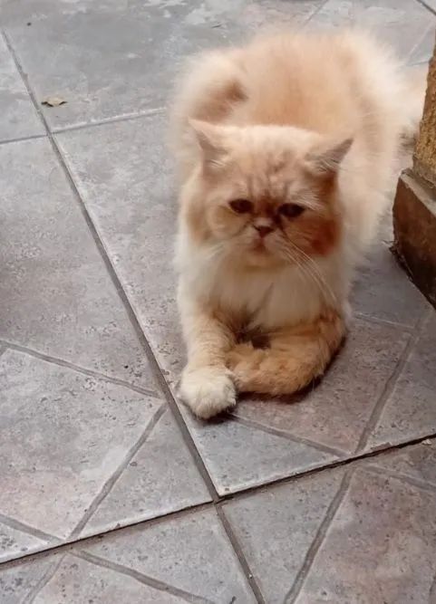 Vendo urgente essa gatinha  - Foto 2