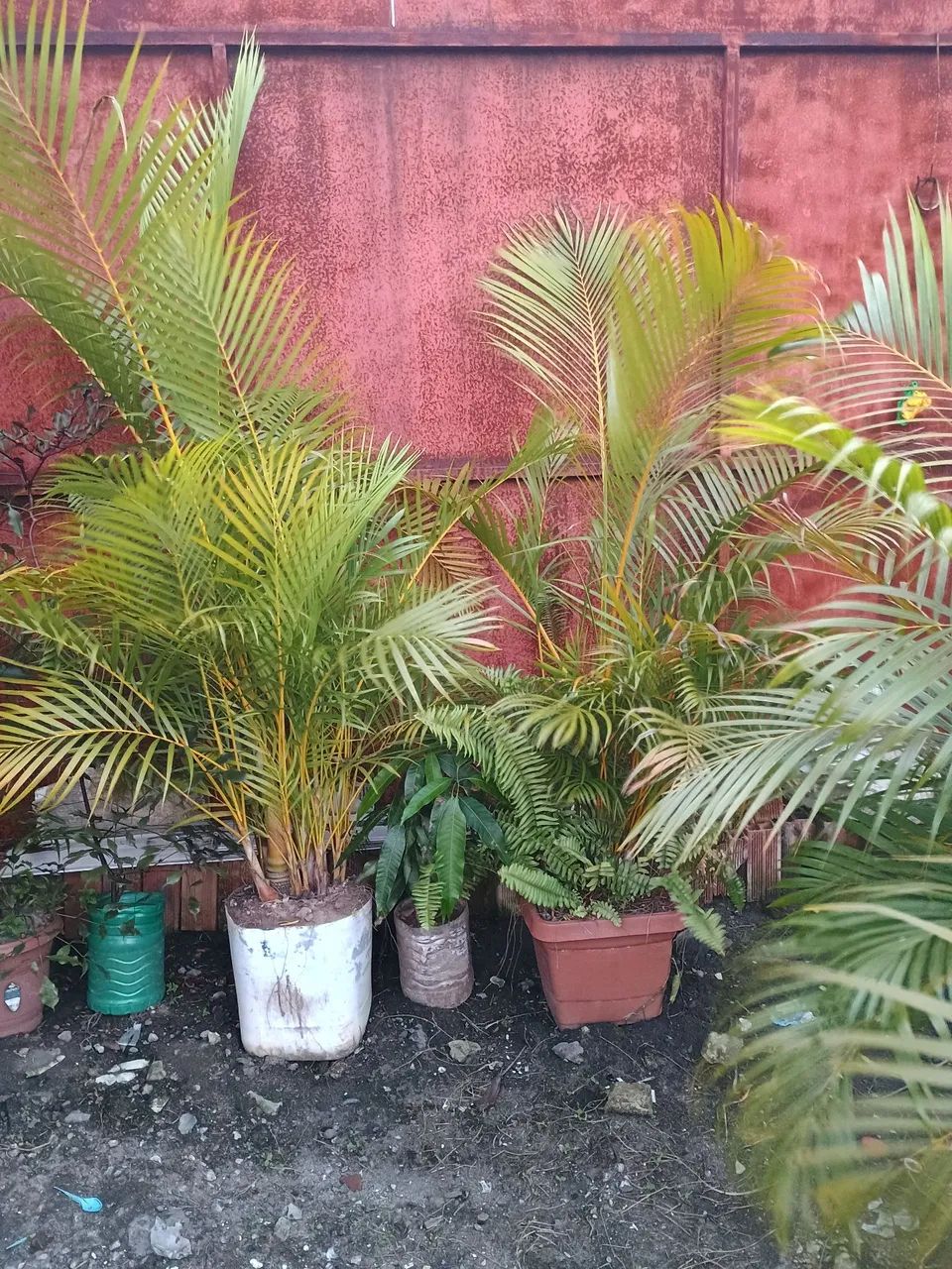 Vende-se Plantas 