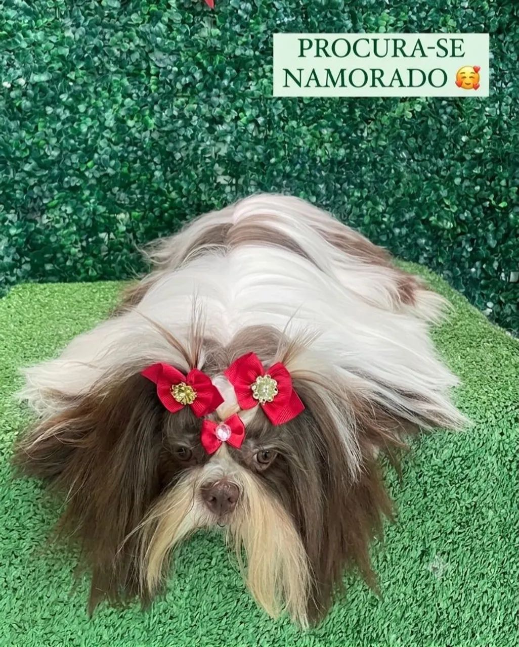Procura-se um Namorado para nossa Shih Tzu