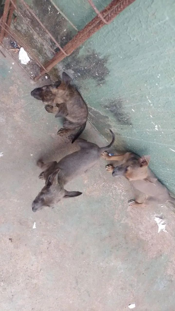 Doação vira lata - Foto 2