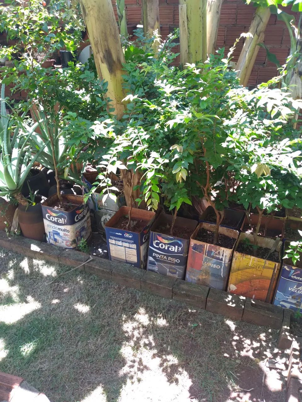 Mudas de jabuticaba - Foto 3