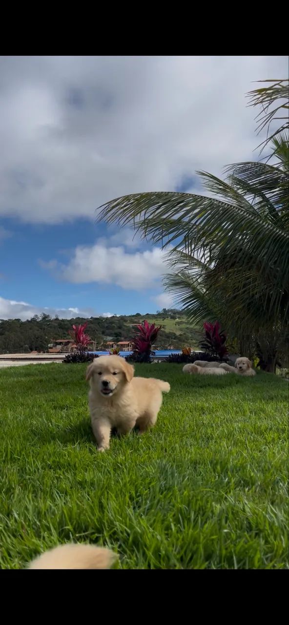 Filhote Golden Retrieve - Foto 2