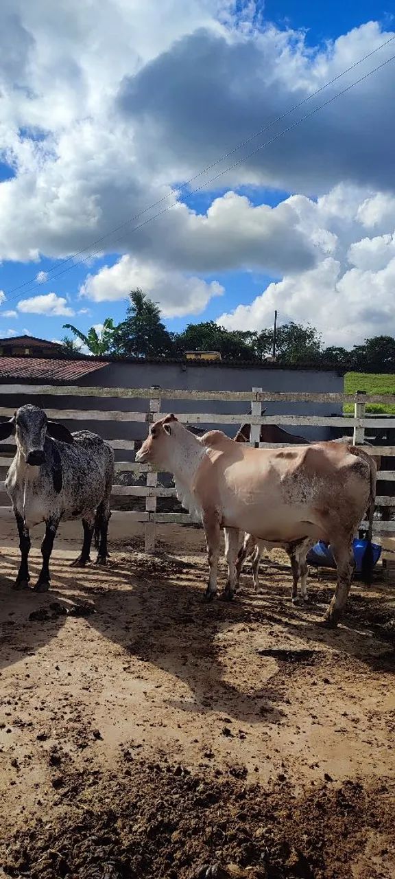 Vendo Vacas Girolanda 