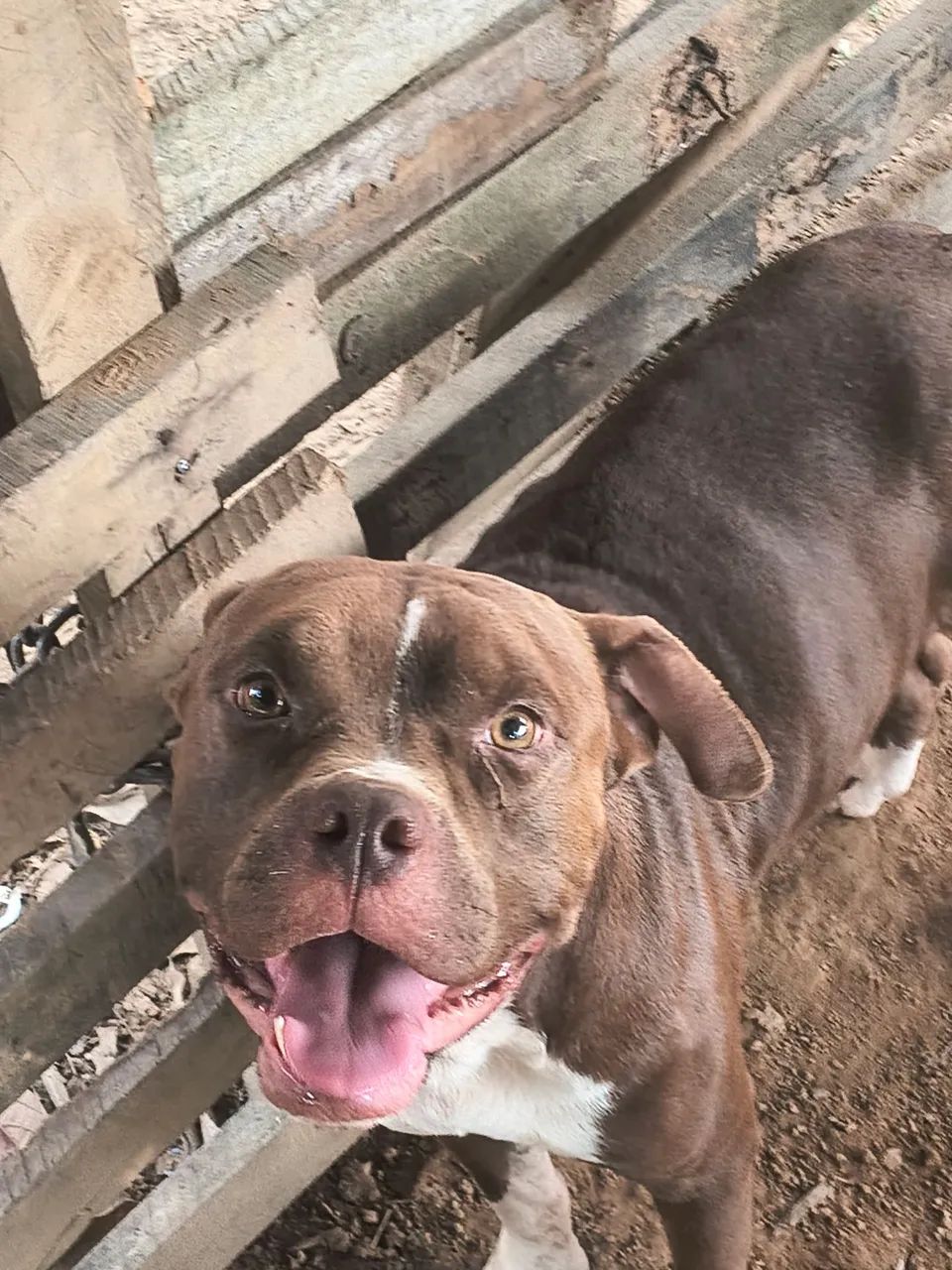 Pitbull  - Foto 2