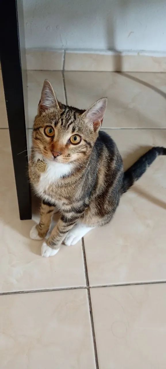 Doacao de gatinho  - Foto 3