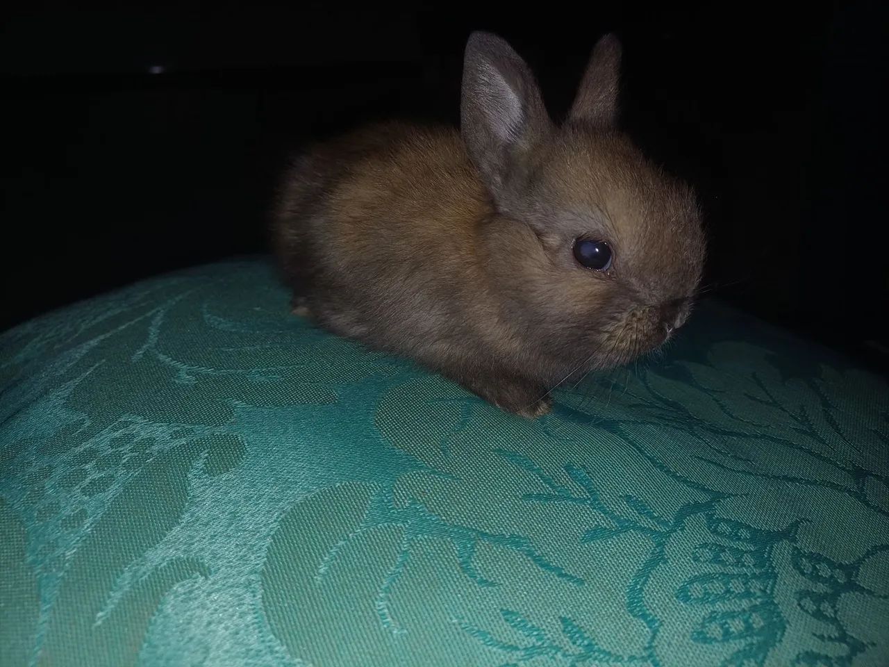 Filhotes de Netherland  - Foto 4