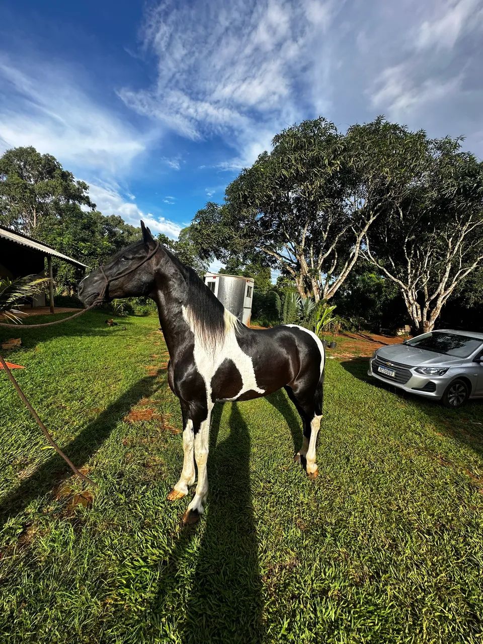 Cavalo Mangalarga Marchador - Foto 2