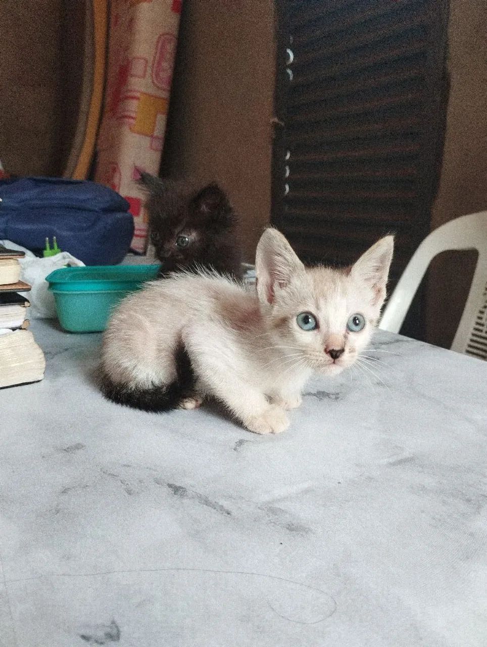 Doação de gatos  - Foto 2