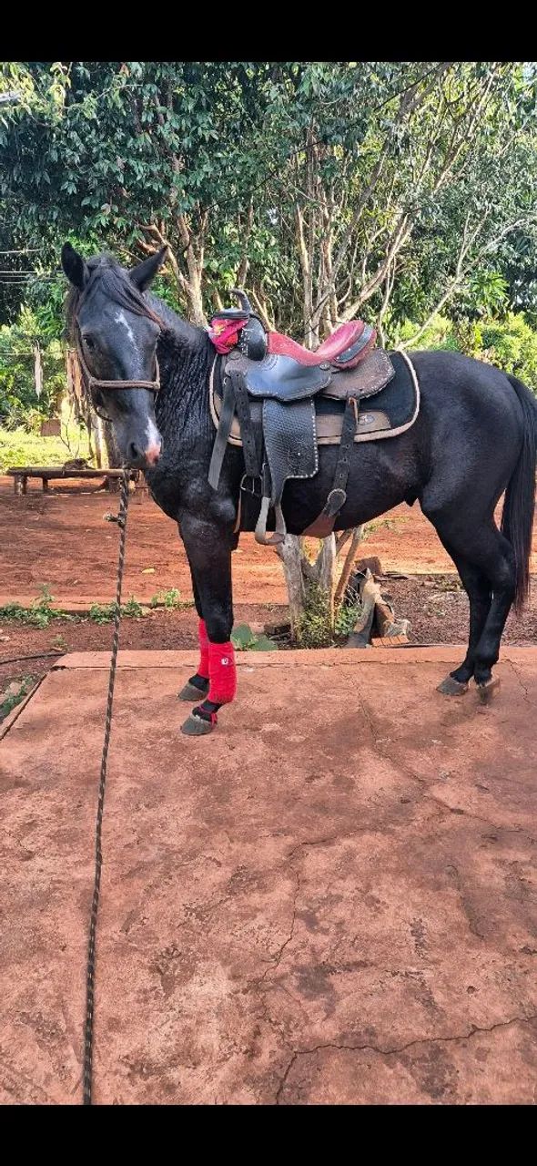 Cavalo Quarto de Milha - Foto 5