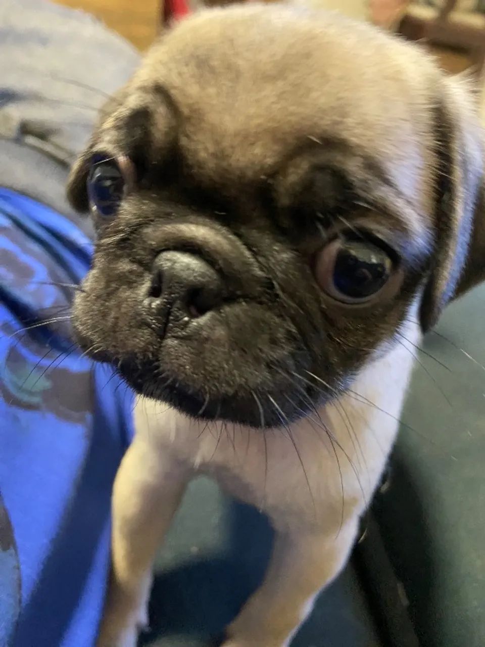 Filhote de Pug Fêmea - Vacinada e Vermifugada - Foto 5