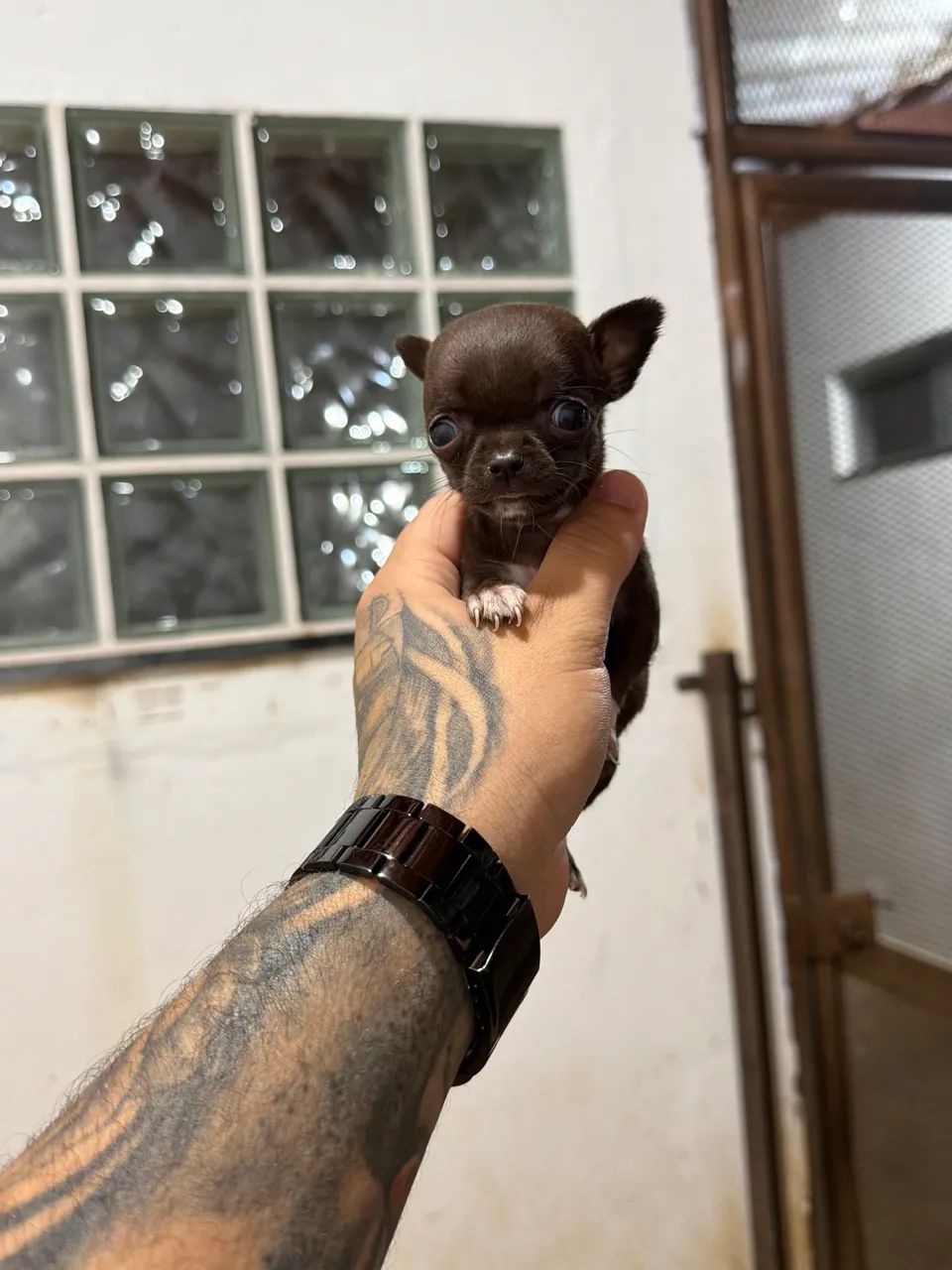 Chihuaha fêmea micro chocolate pelo curto Pedigree cbkc 