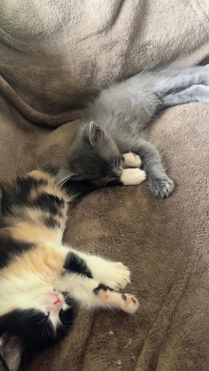Doando Gatinhos  - Foto 2