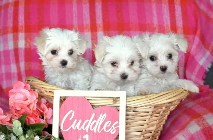 Maltês,Maltês Filhote Pronto Para Novo Lar