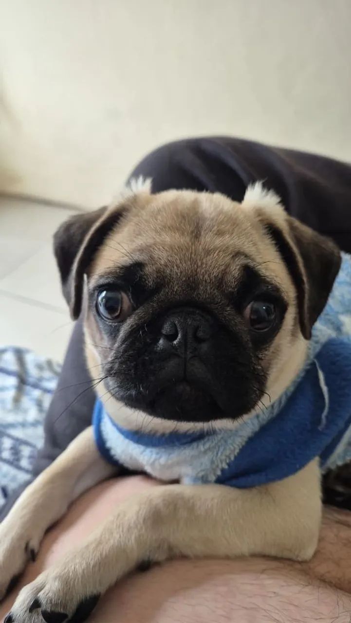 Pug com todas as vacinas.