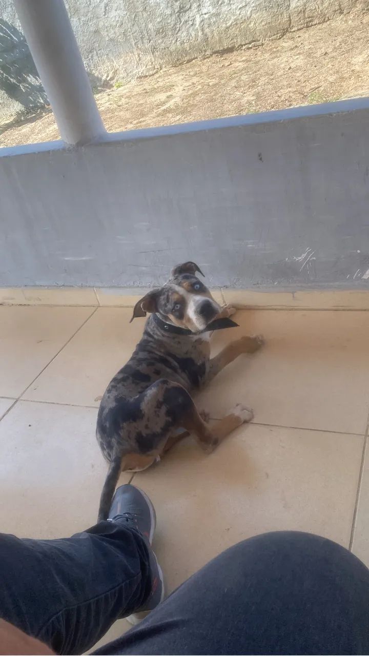 Pit Moster 6 meses macho  - Foto 2
