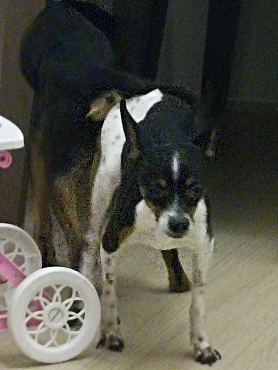 PINSHER PARA ENCOMENDAS (RARO) - Foto 2