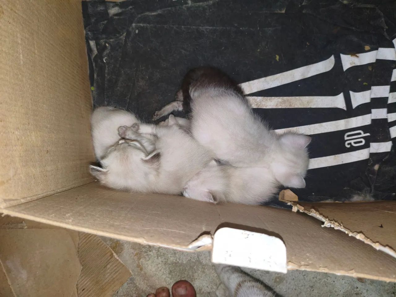 Adoção de gatos