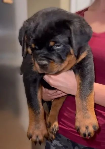 FILHOTES DE ROTTWEILER - Foto 2