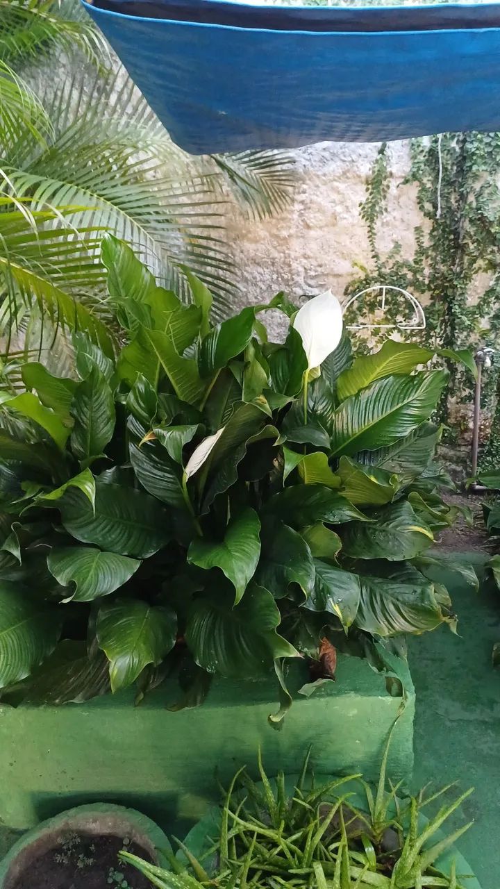 Lirios da Paz 