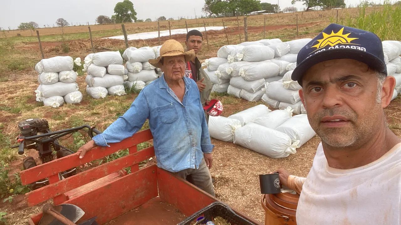 Silagem de Capiaçu  - Foto 3