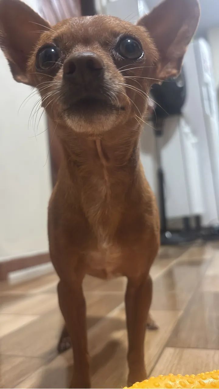 Cachorro - Pinscher Fêmea  - Foto 2