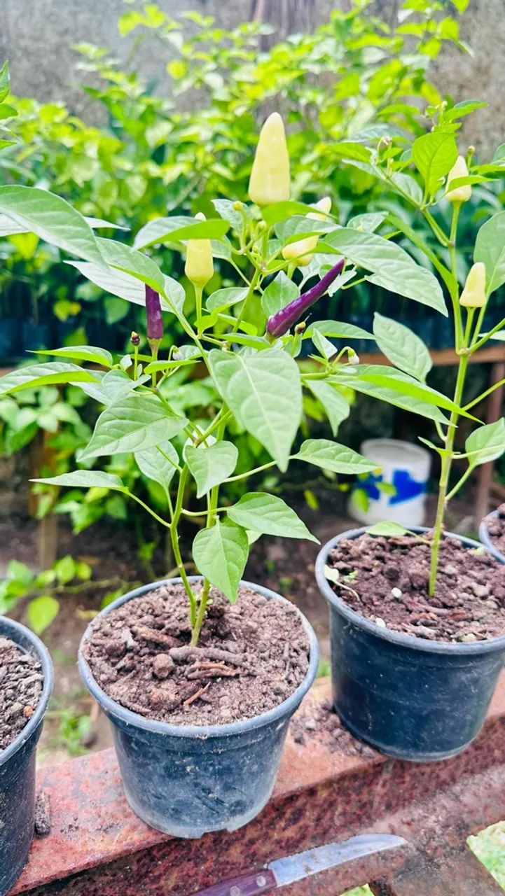 Pimentas