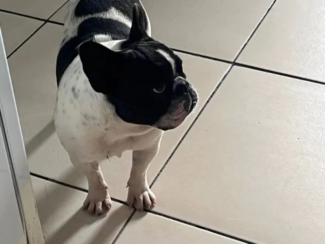 Filhote Bulldog Francês Macho - Foto 2