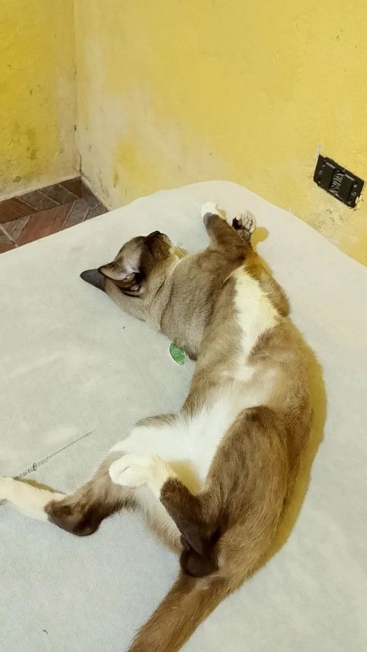 Gato - Foto 3