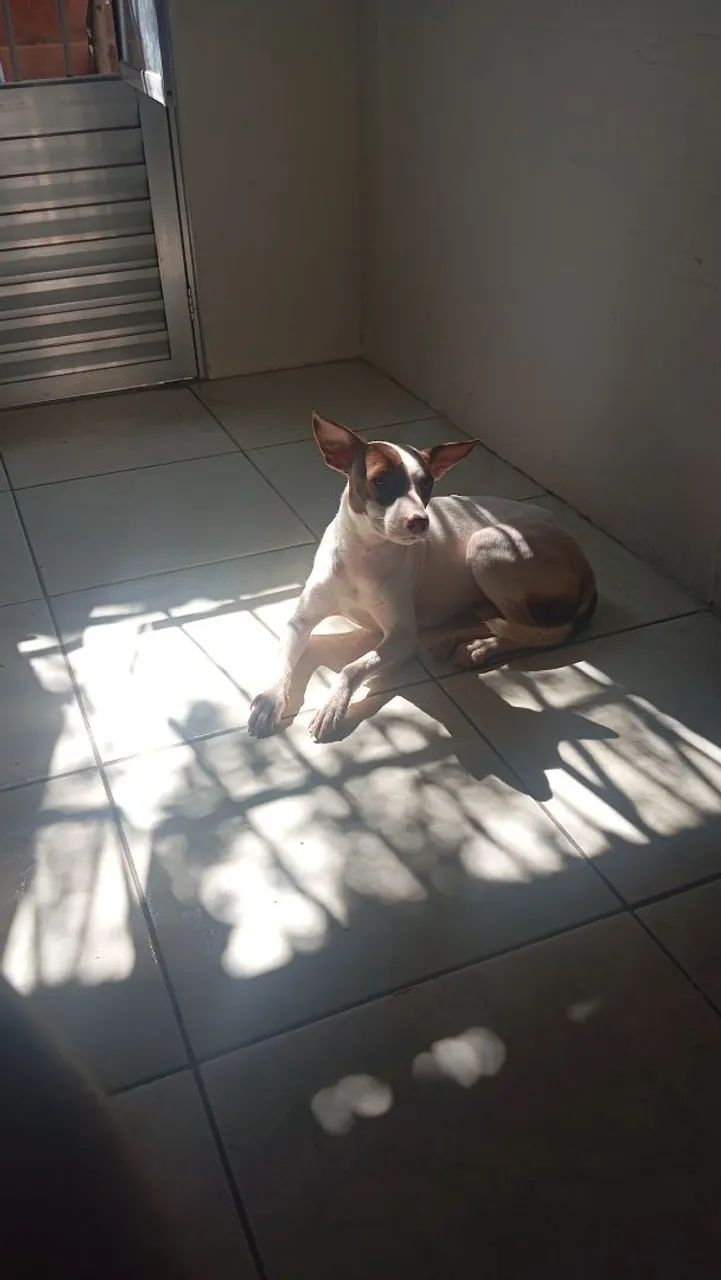 Doa-se cachorra