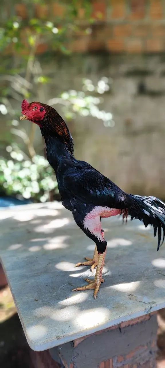 Galo índio  - Foto 2