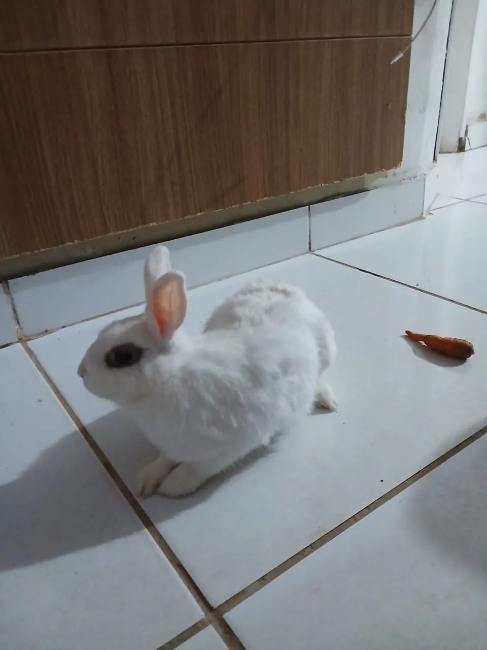 Doa-se Coelho 
