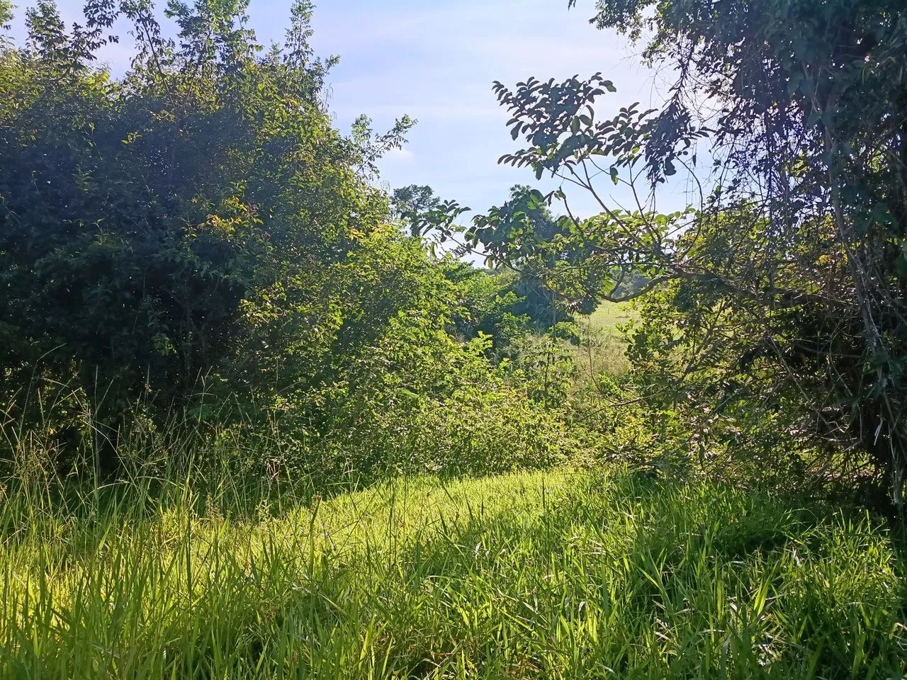 chácara 50 km Goiânia com córrego  - Foto 3