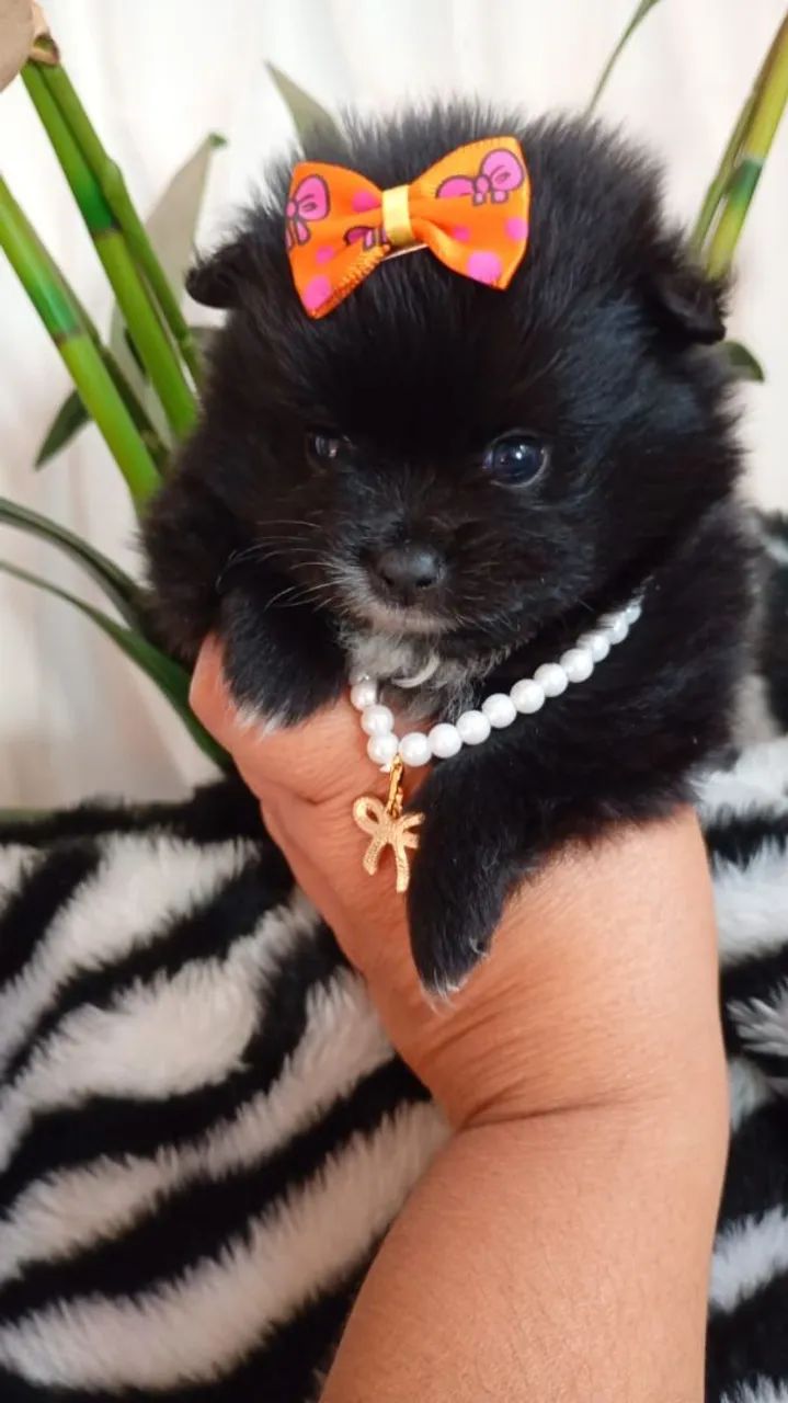 Fêmea e macho de spitz 