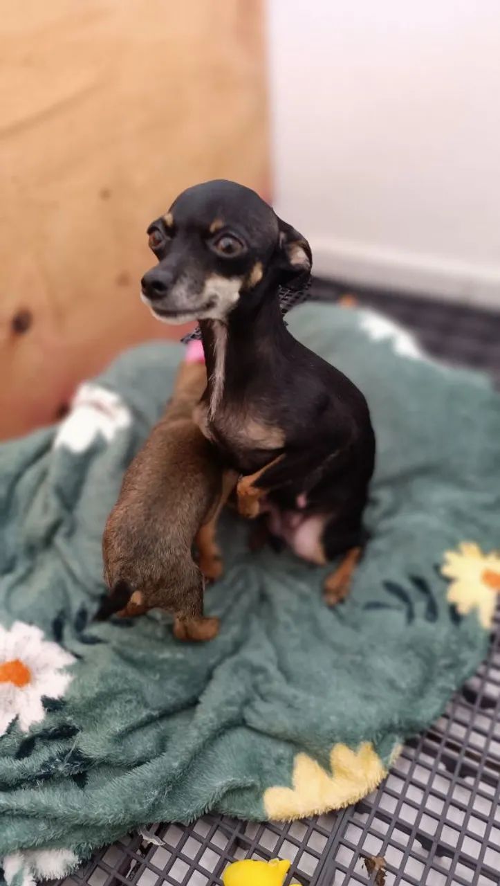 Pinscher fêmea 