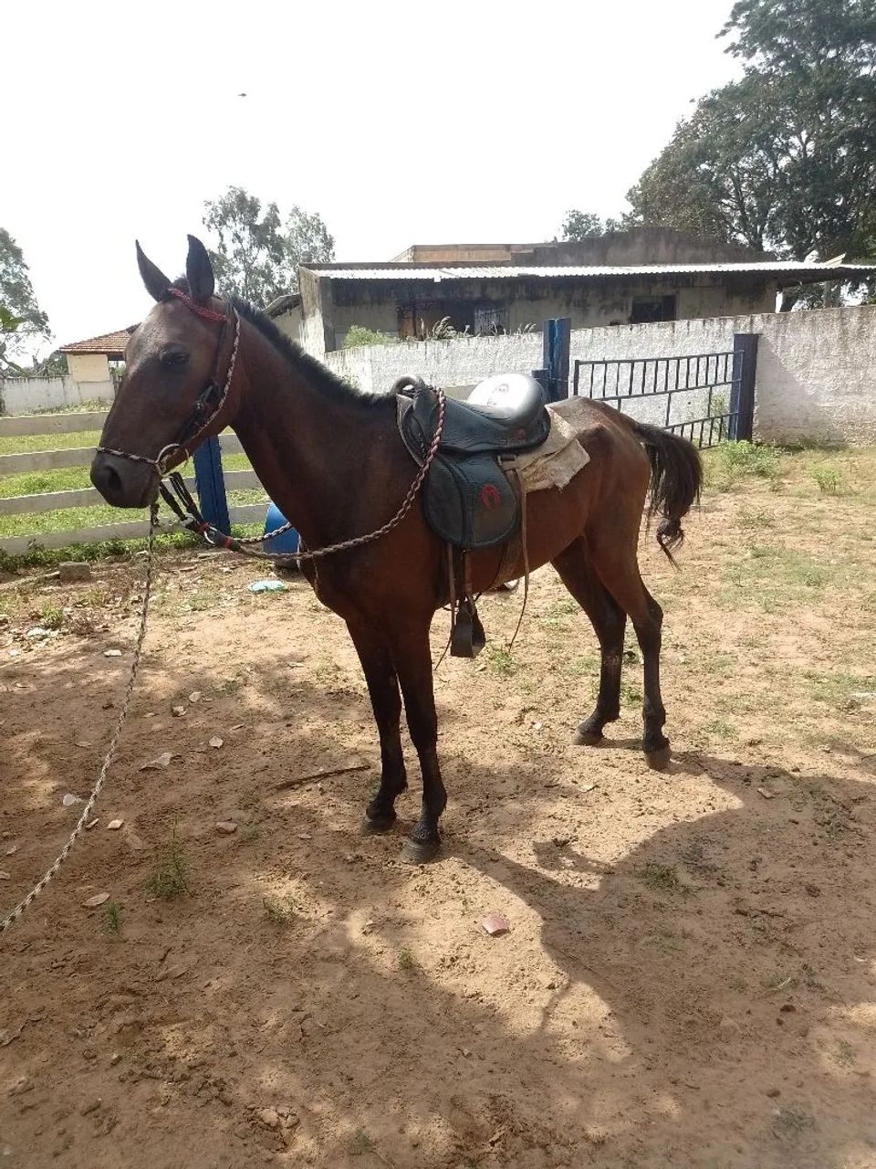 Vende-se potro - Foto 5