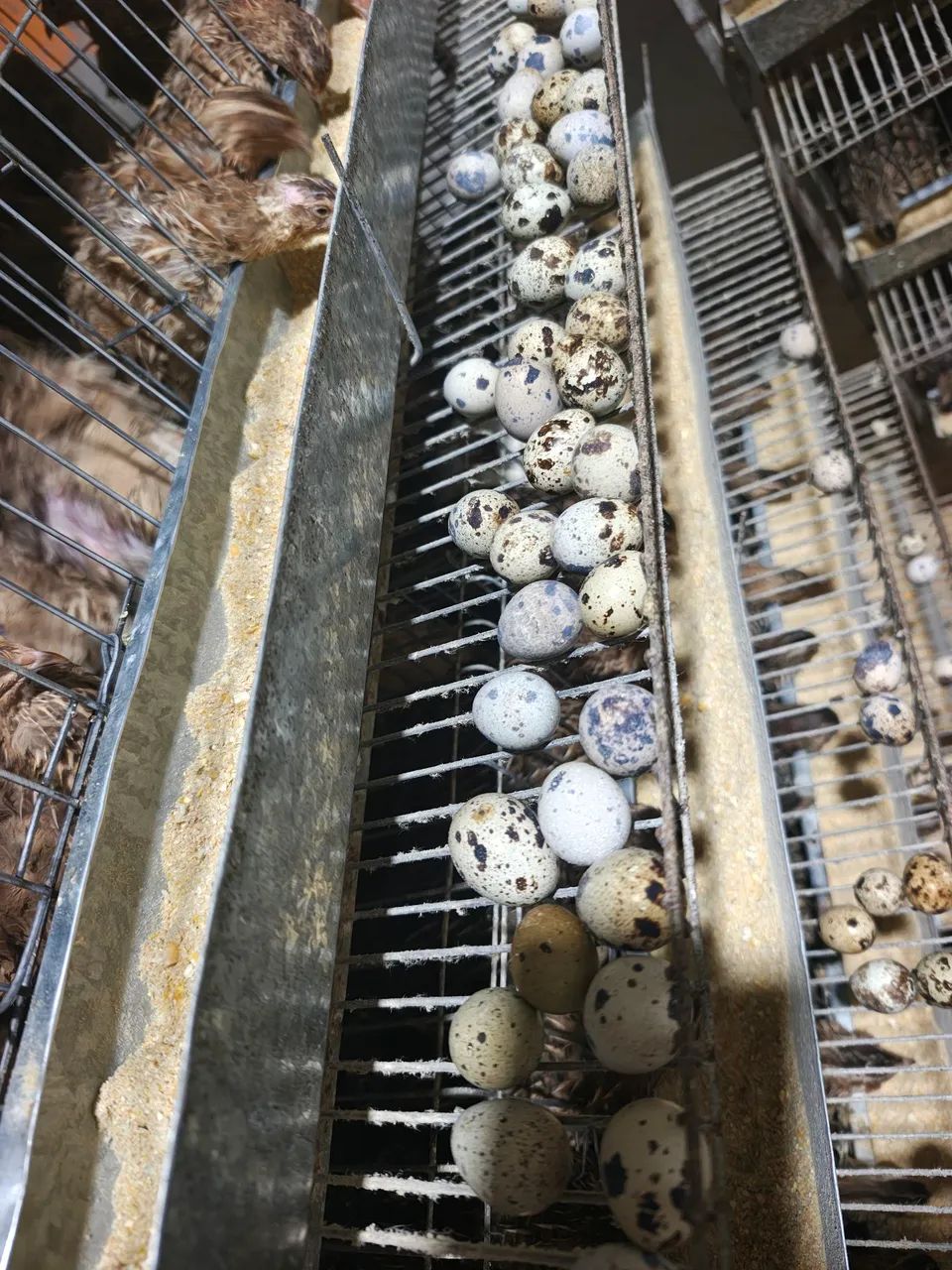 OVOS DE CODORNAS GIGANTE E JAPÔNICA GALADOS DISPONÍVEL. - Foto 2