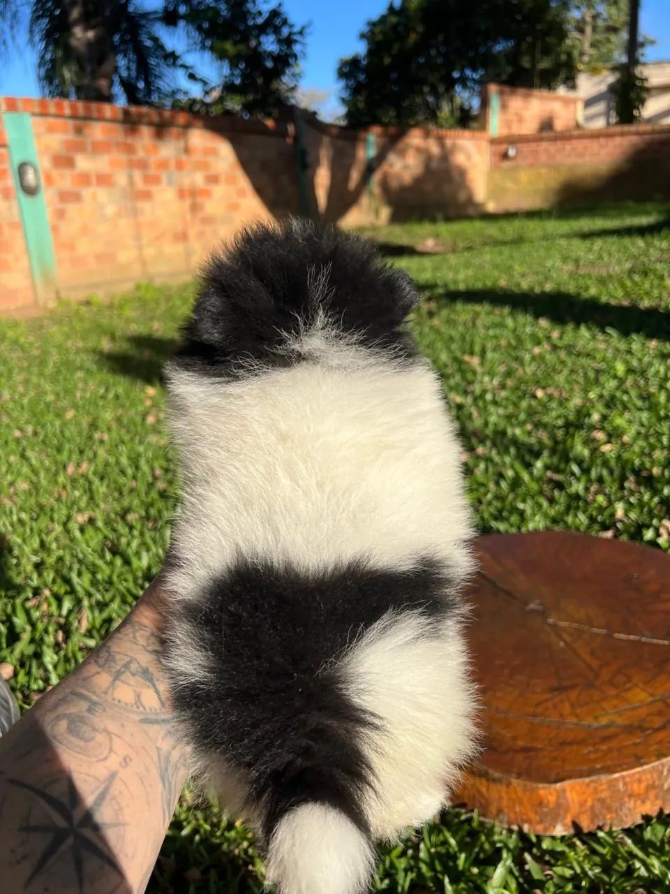 Spitz Alemão machinhos ? - Foto 4