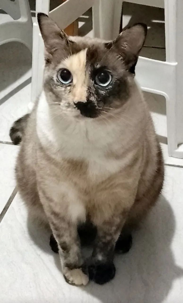 Doa-se gatinha 