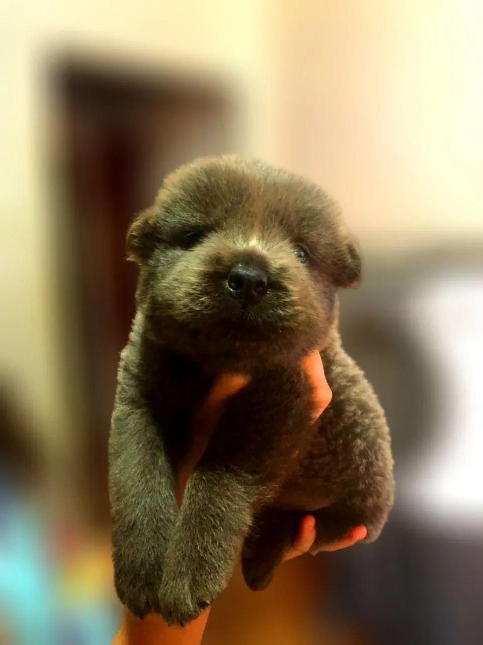 Filhotes de chow chow - Foto 4