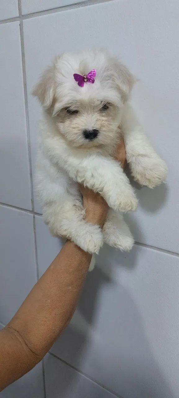 Maltês mini Femia - Foto 4