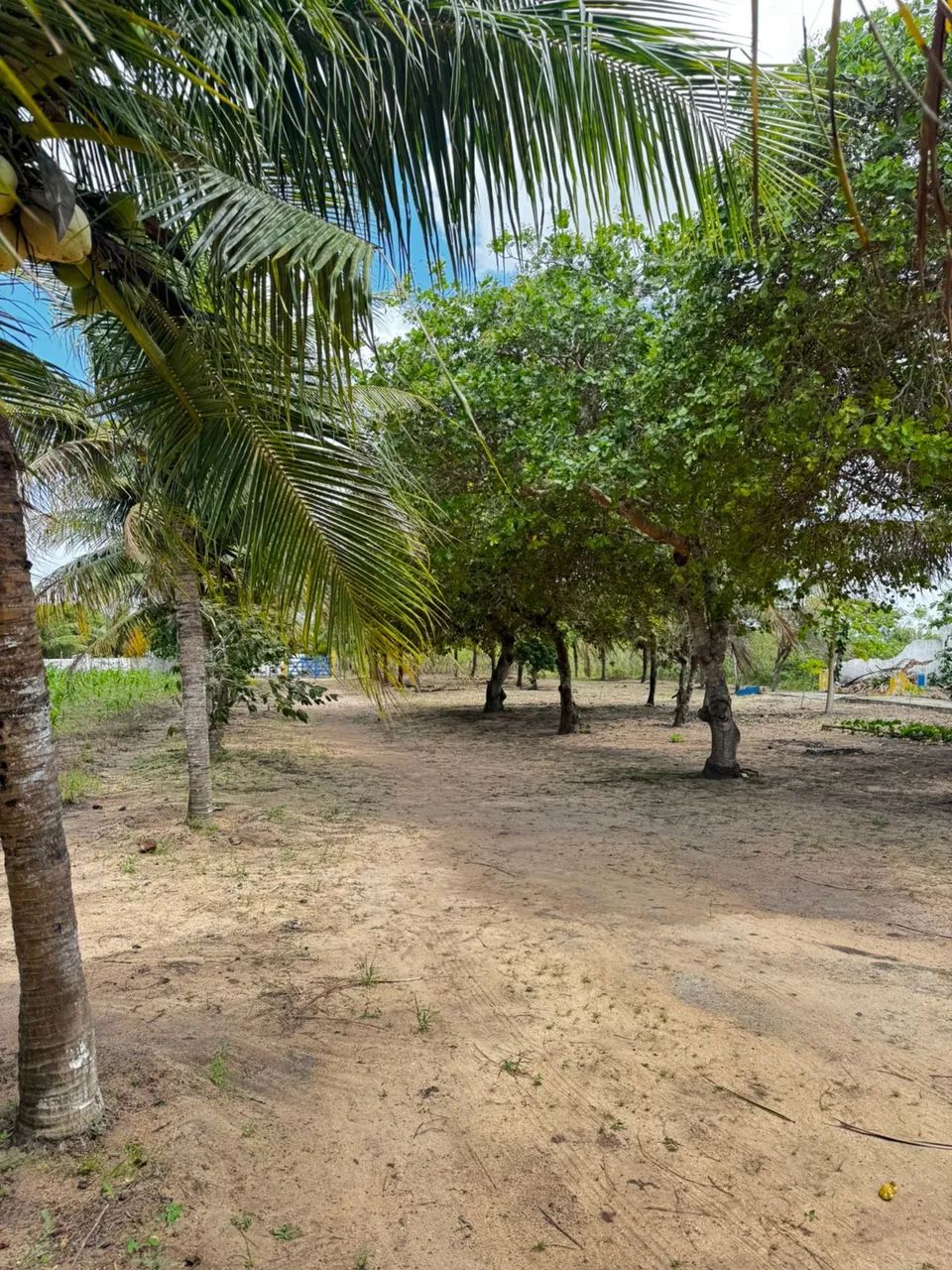 Vendo sítio 4,5 hectares com casa construída na cidade de Pilar -PB - Foto 4