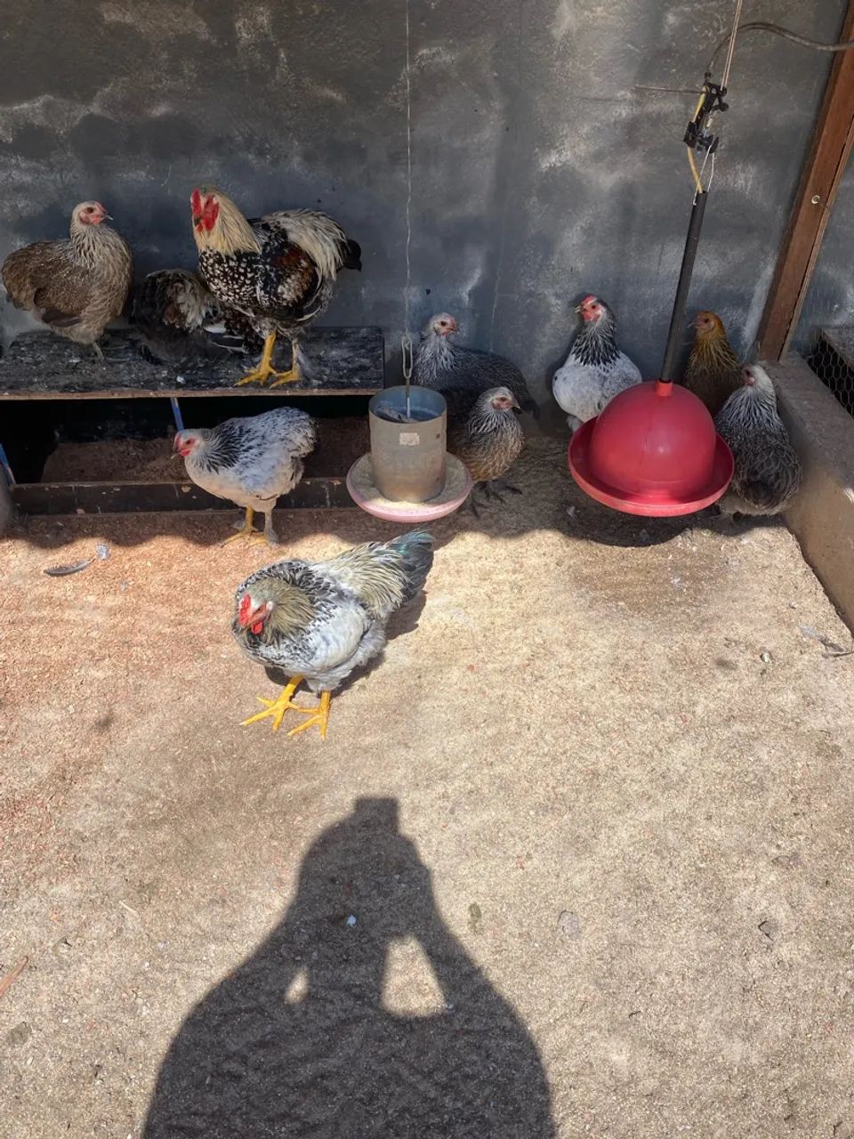 Frango Brahma
