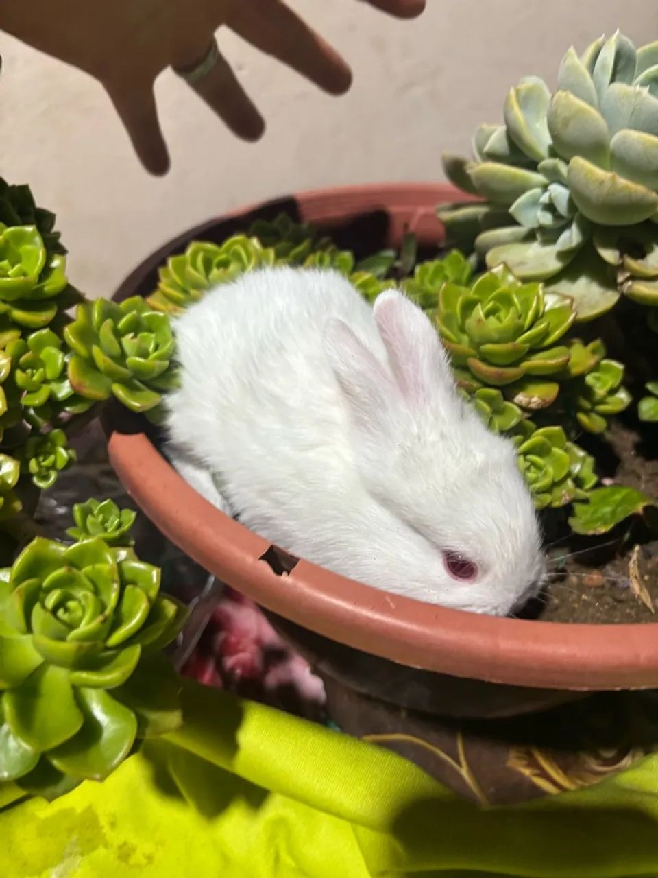 Coelho - Foto 2