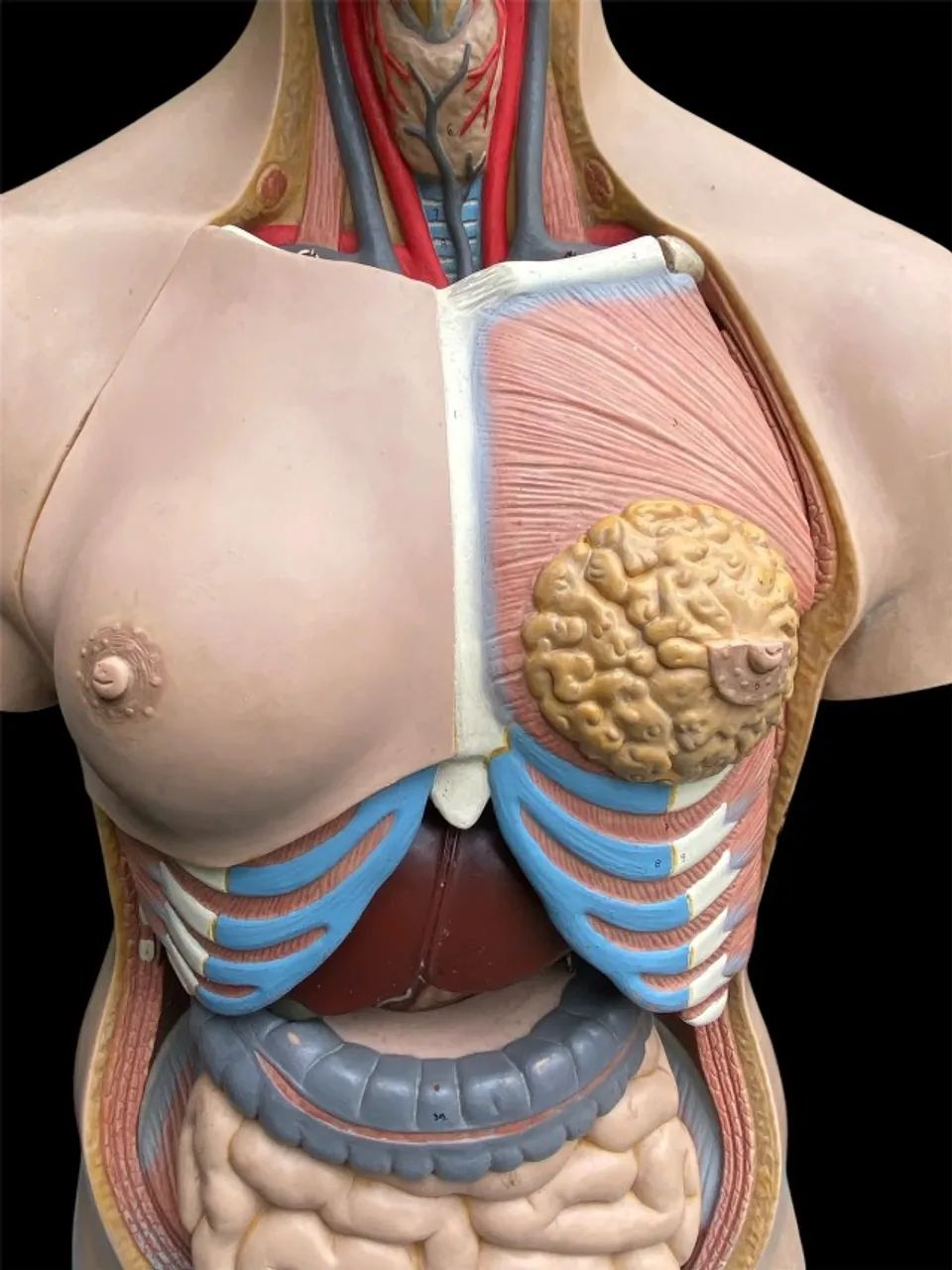 Torso Humano Anatômico De 85 Cm Em 11 Partes