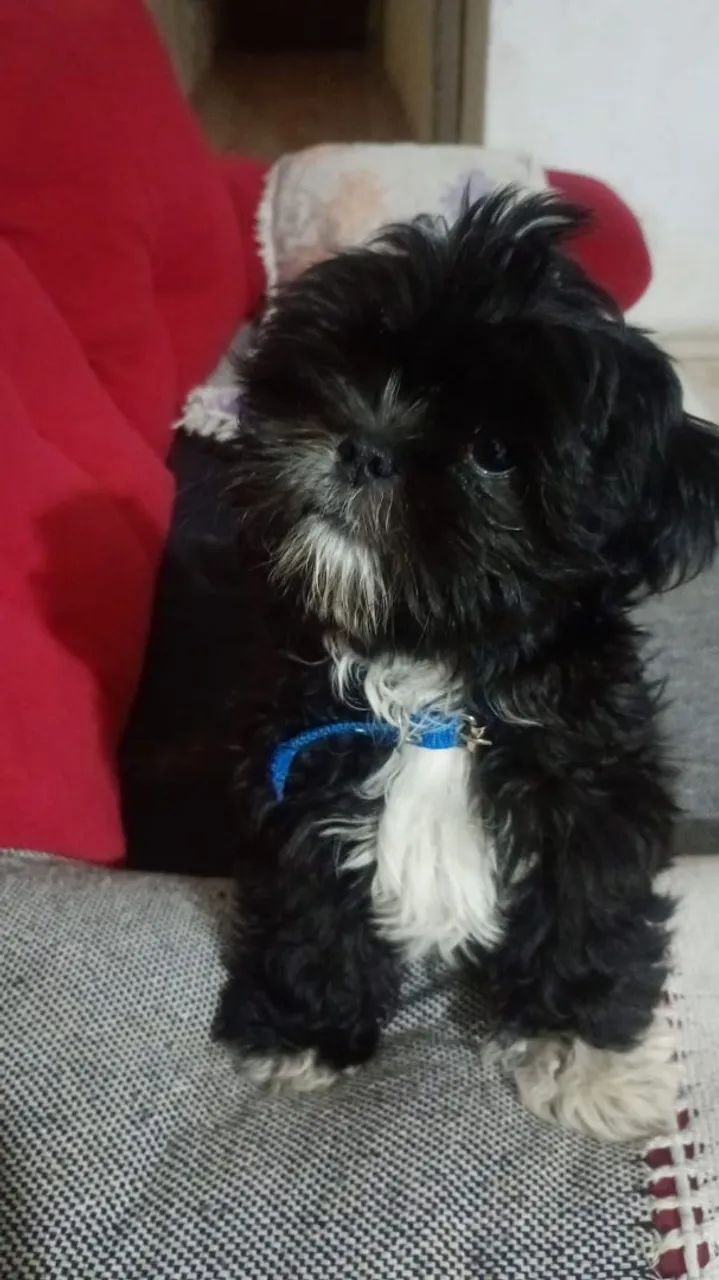 Shitzu preto, Macho - Foto 3