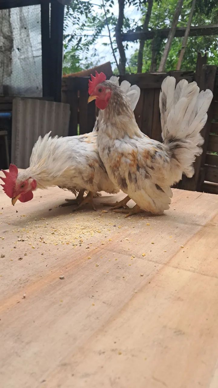 ? NAGAZAKIS DE ELITE - LINHAGEM PERNA CURTA ?