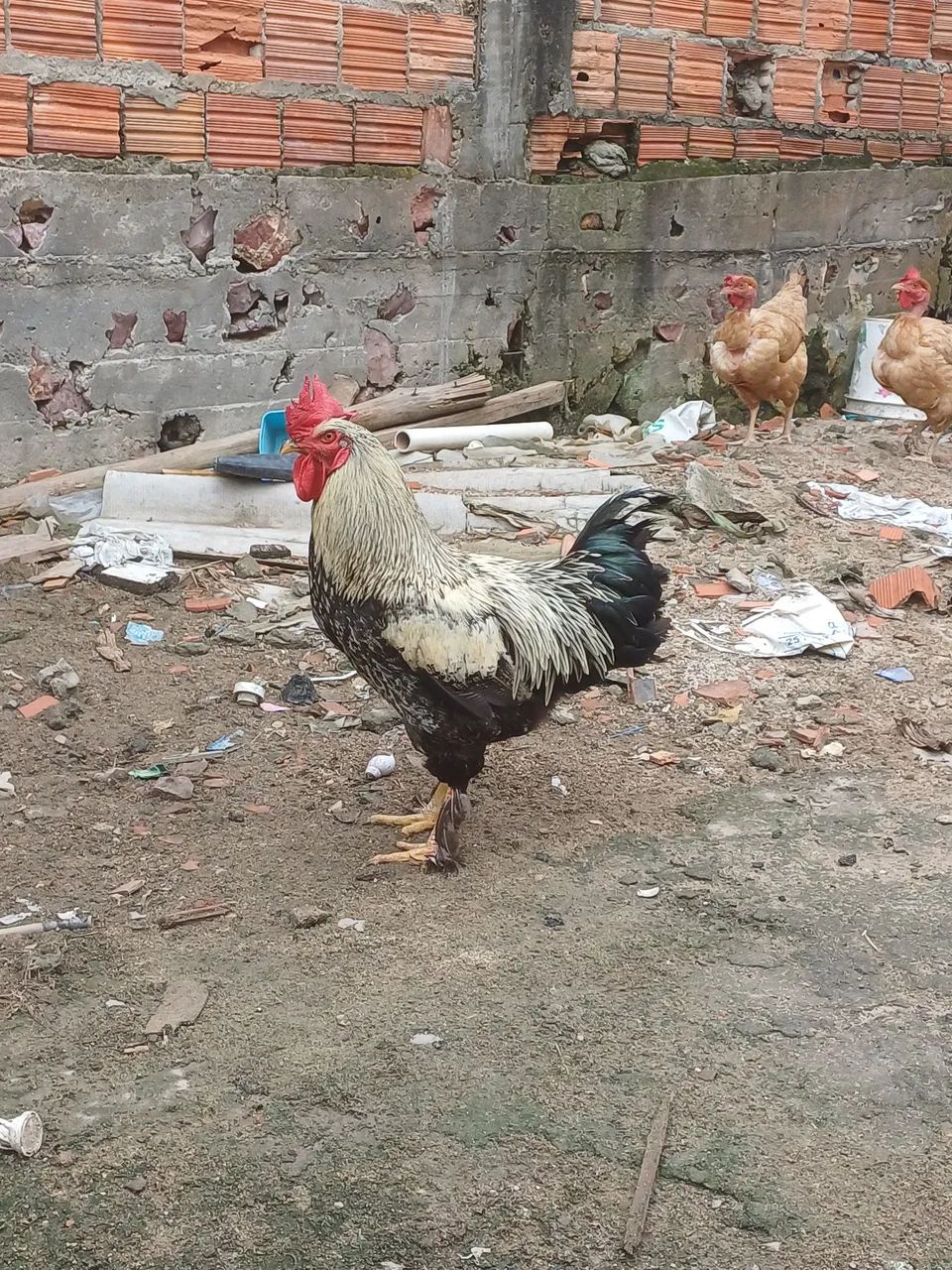 Galinhas - Foto 5