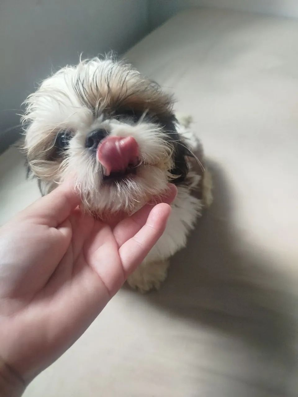 Cachorro da raça shih  - Foto 2