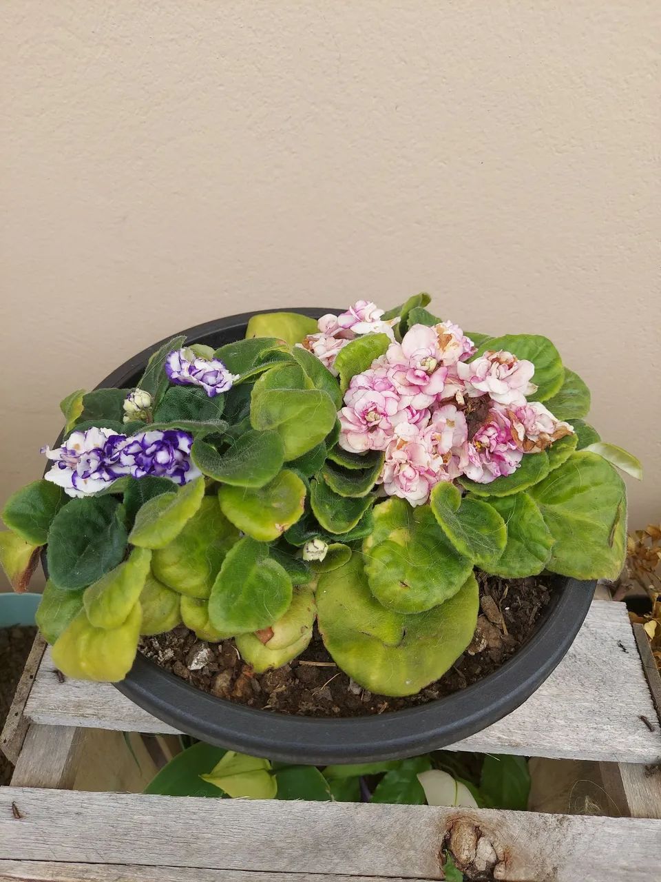  Violetas R$ 30,00