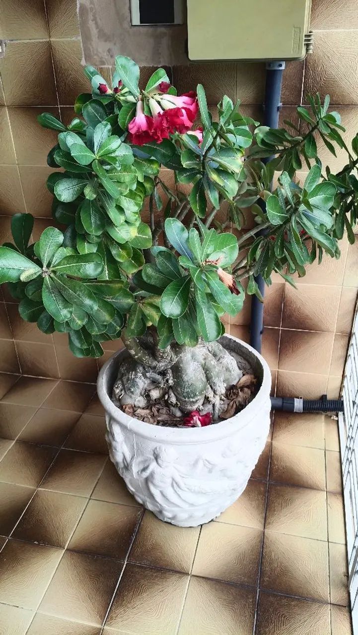 Rosa do Deserto - Foto 2